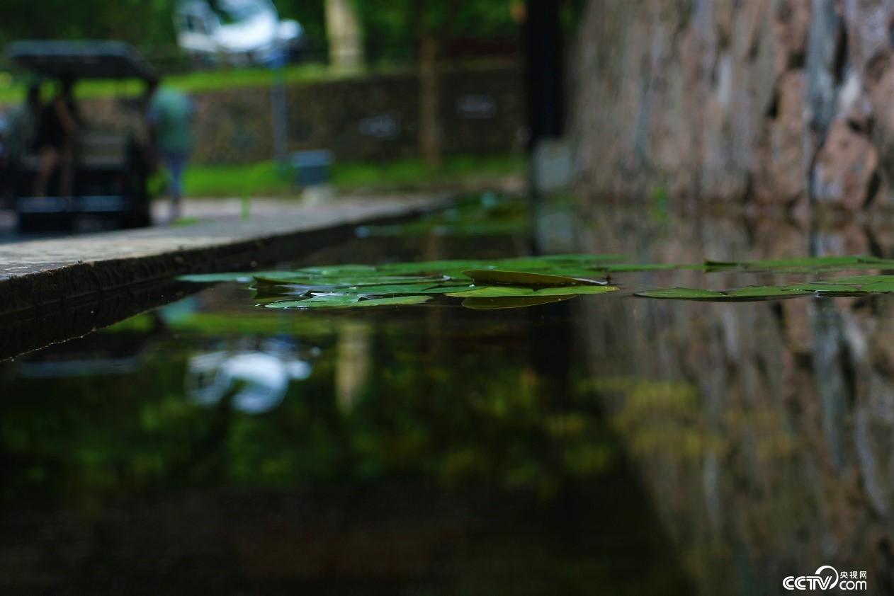 莫干山小鎮(zhèn)民宿一角水池。（央視網(wǎng) 記者何川攝）