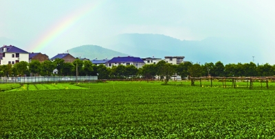 綠色是理念，更是行動