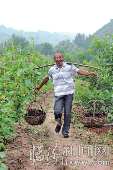 農(nóng)民把生態(tài)肥運往菜園。 