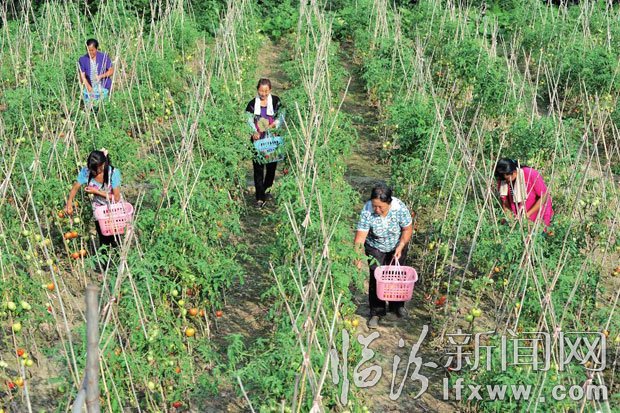 菜農(nóng)在采摘。 