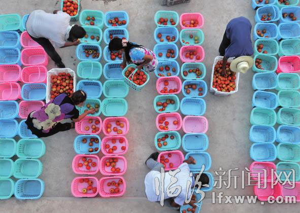 菜農(nóng)分裝蔬菜。