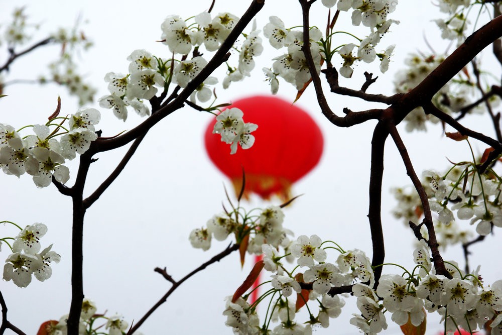 春風(fēng)撲面來 萬樹梨花開——隰縣梨花節(jié)剪影